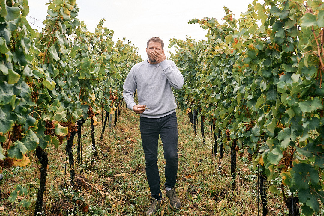 Herzánovi: Grüner Veltliner