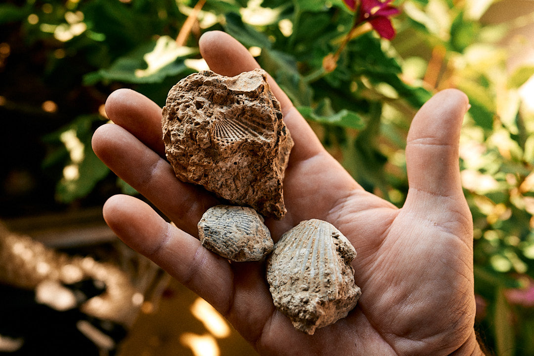 Vykoukal Cabernet Moravia