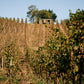 Vykoukal Cabernet Moravia