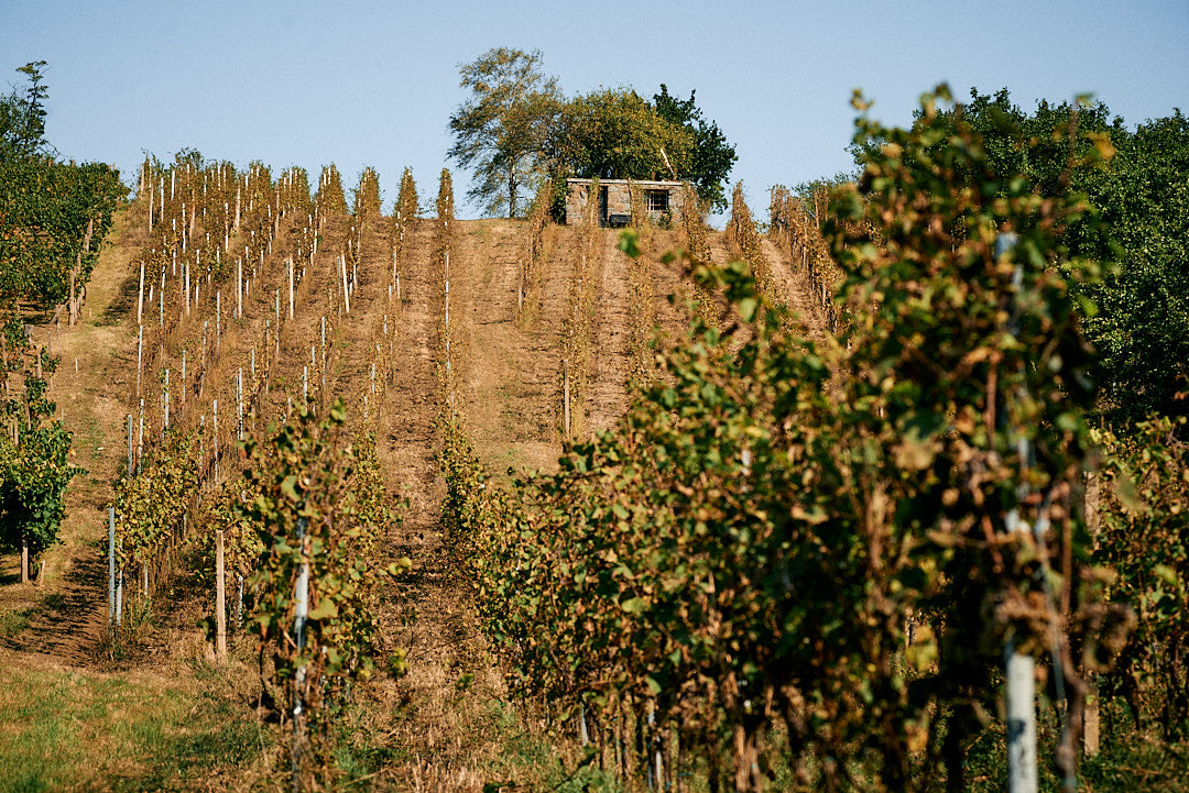 Vykoukal Cabernet Moravia